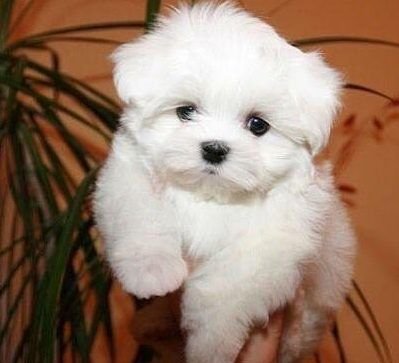Order Female Maltese Puppy from Ahmedabad